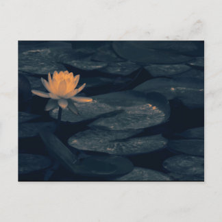 "Pondering At The Pond" - Postcard