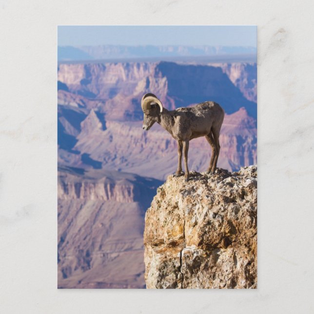 Pondering The Abyss Postcard (Front)