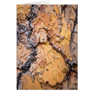 Ponderosa pine bark, Washington