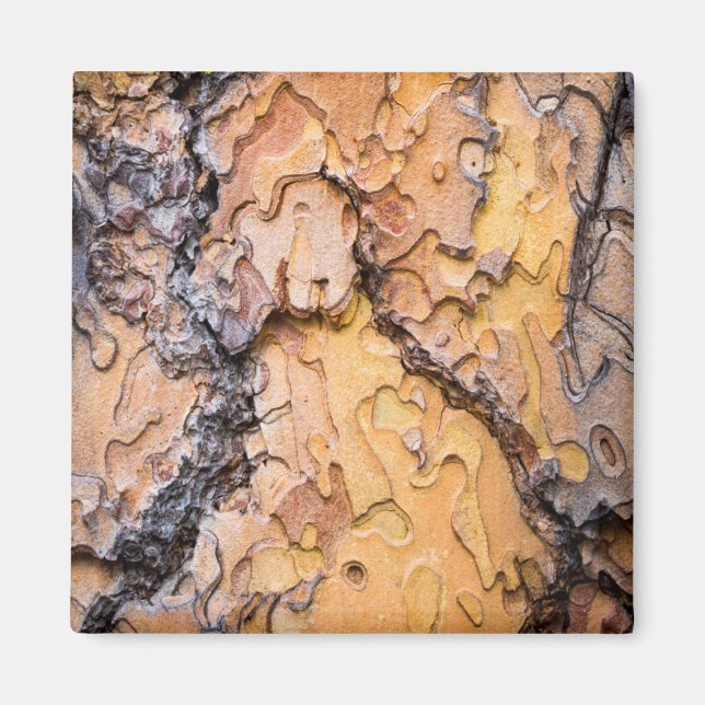 Ponderosa pine bark, Washington Magnet (Front)