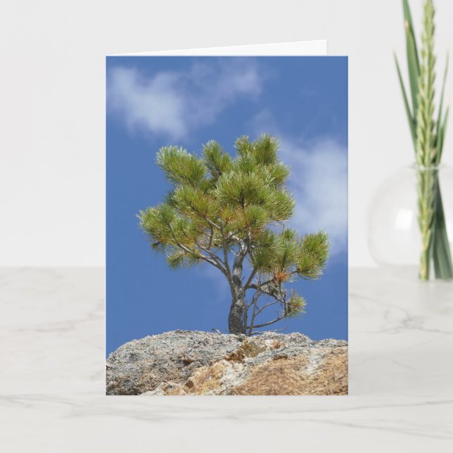 Ponderosa Pine Tree, Custer, SD - Card (Front)