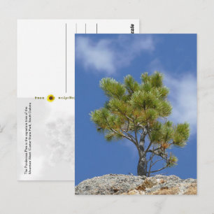 Ponderosa Pine Tree, Custer, SD - Postcard