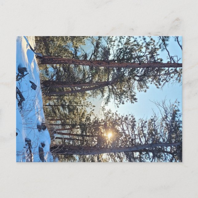 Ponderosa Shine Colorado Mountain Postcard (Front)