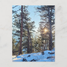 Ponderosa Shine Colorado Mountain Postcard