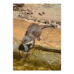 **"Pondside Feast: An Otter and His Catch"** Photo Print