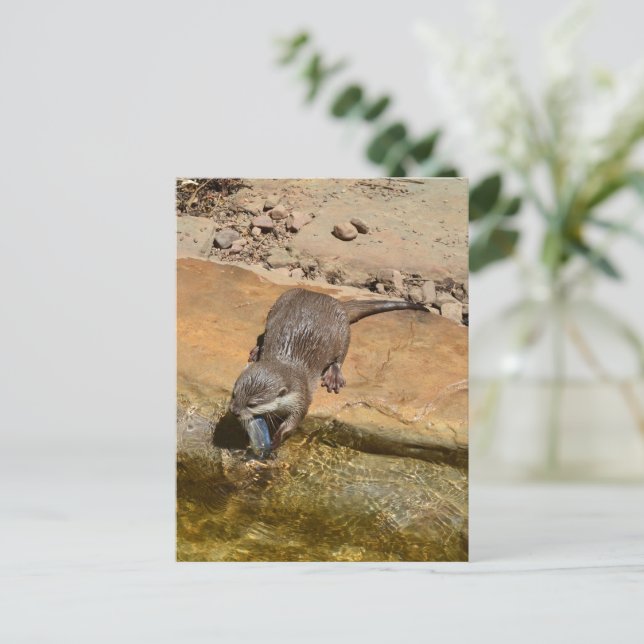 **"Pondside Feast: An Otter and His Catch"** Postcard (Standing Front)
