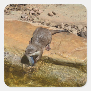 **"Pondside Feast: An Otter and His Catch"** Square Sticker