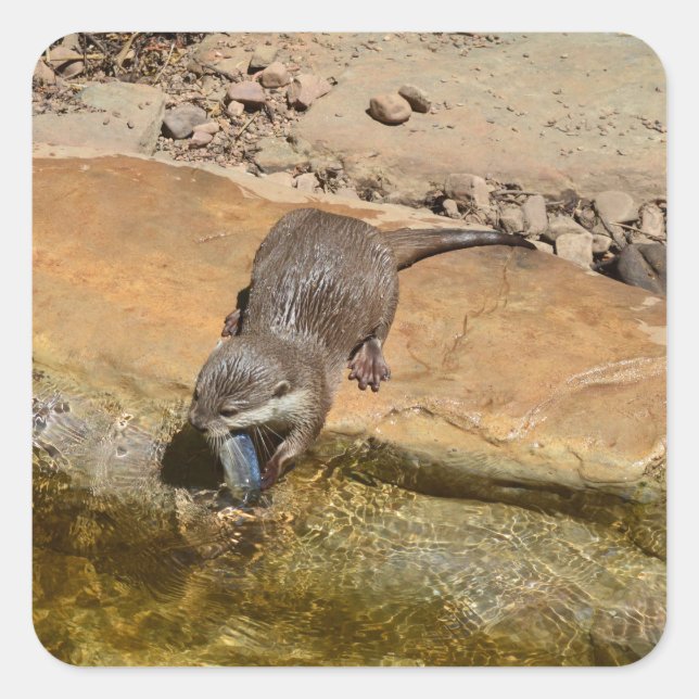**"Pondside Feast: An Otter and His Catch"** Square Sticker (Front)