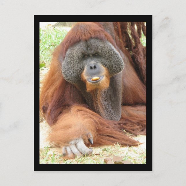 Pongo Orangutan Ape Postcard (Front)