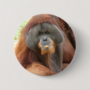 Pongo Orangutan Ape Round Pin
