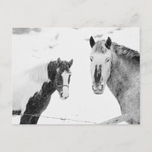 Ponies in Snowstorm Postcard