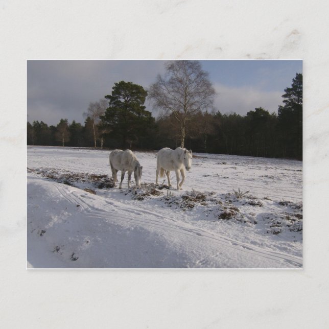 Ponies in the snow postcard (Front)
