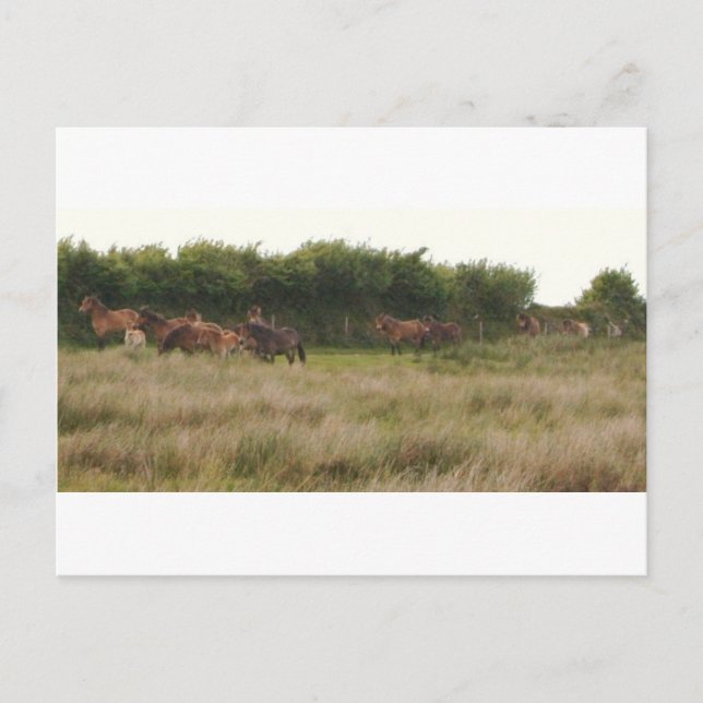 ponies.jpg postcard (Front)