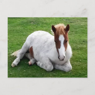 Ponies on Bodmin Moor Cornwall England Postcard