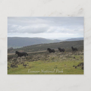 Ponies on Exmoor National Park, England Postcard