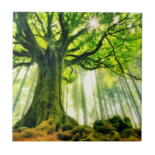 Ponthus' Beech Ceramic Tile