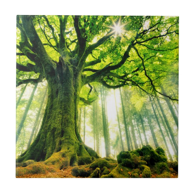 Ponthus' Beech Ceramic Tile (Front)