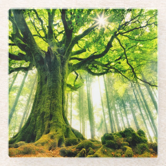 Ponthus' Beech Glass Coaster (Front)