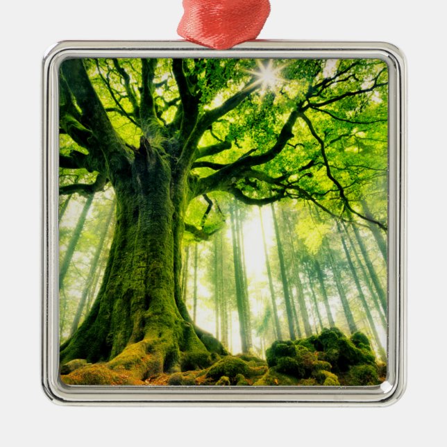 Ponthus' Beech Metal Ornament (Front)