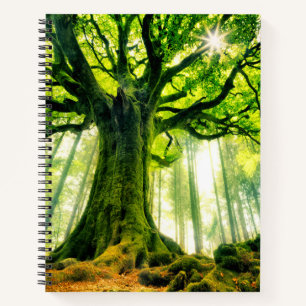 Ponthus' Beech Notebook