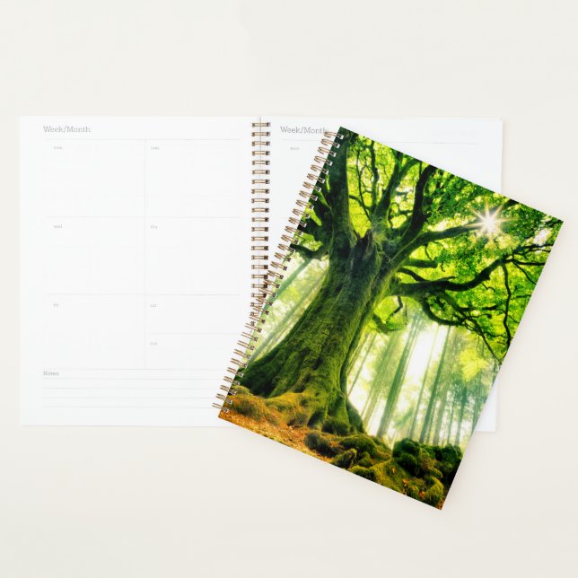 Ponthus' Beech Planner (Display)
