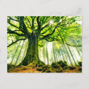Ponthus' Beech Postcard