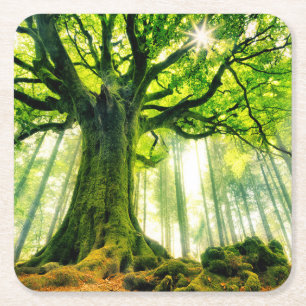 Ponthus' Beech Square Paper Coaster