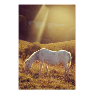 Pony Grazing Photo Print