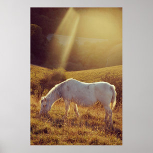 Pony Grazing Poster