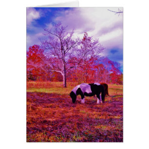 PONY IN A RAINBOW  coloured field