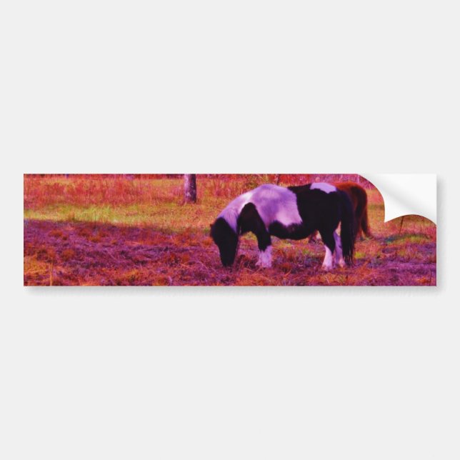 PONY IN A RAINBOW  coloured field Bumper Sticker (Front)