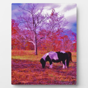 PONY IN A RAINBOW  coloured field Plaque