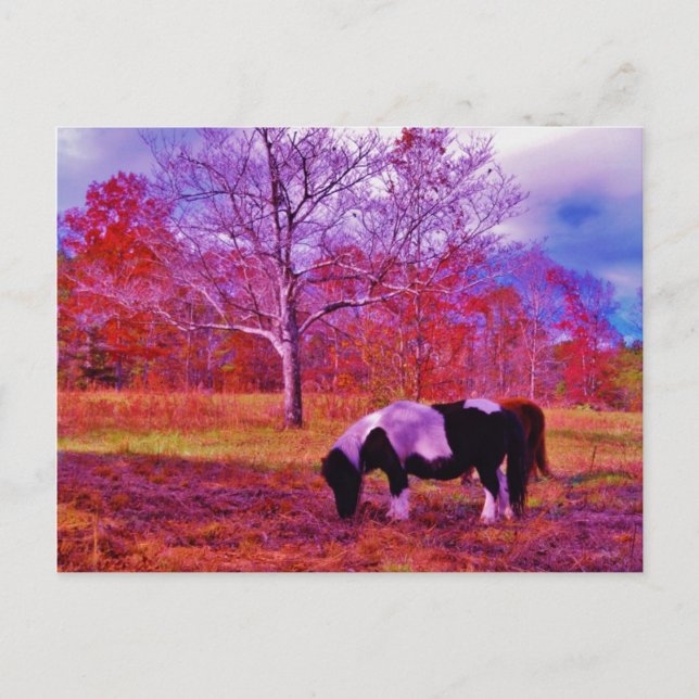 PONY IN A RAINBOW  coloured field Postcard (Front)