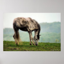 Pony in Spring