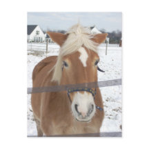 Pony in Winter