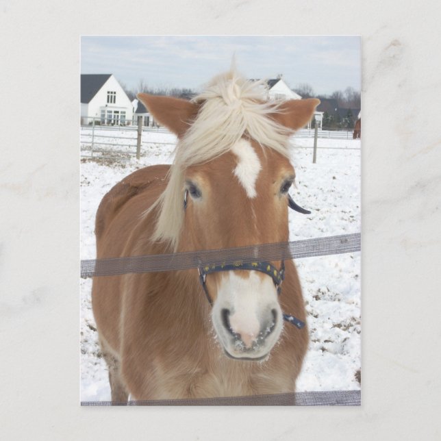 Pony in Winter Postcard (Front)