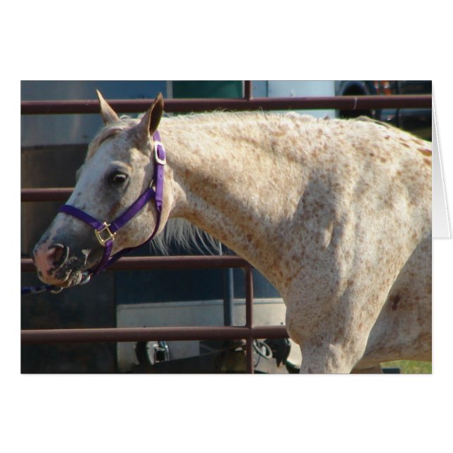 Pony of the Americas (Front Horizontal)