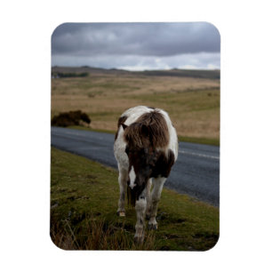 Pony on the Road in Dartmoor National Park Magnet