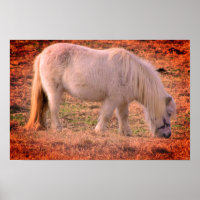 Pony Photo