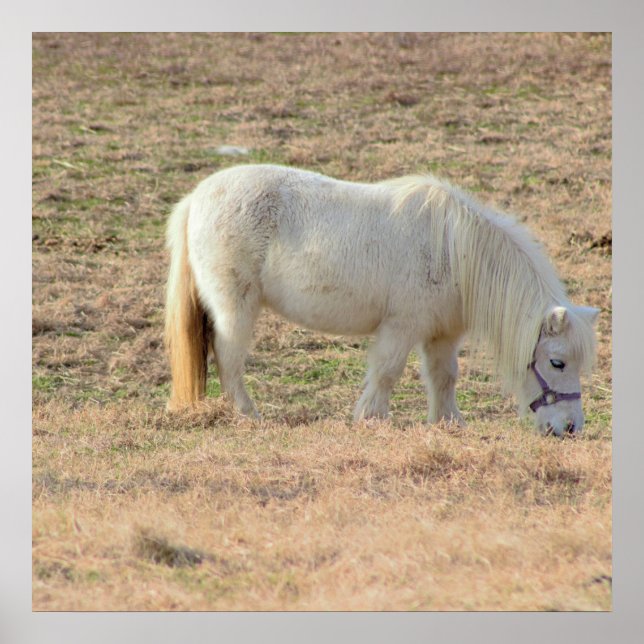 Pony Photo Poster (Front)