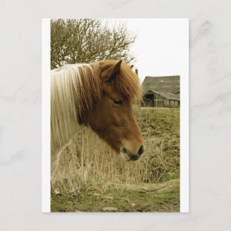 pony postcard