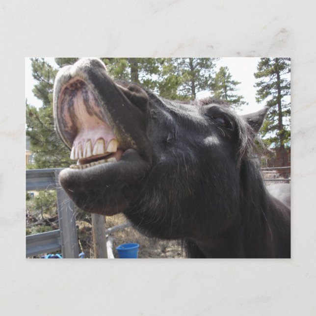 Pony Talk Postcard (Front)