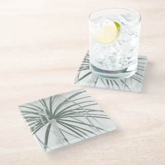 Ponytail palm foliage on white glass coaster