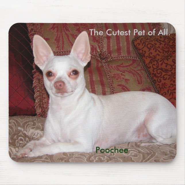 Poochee winter 026, The Cutest Pet of All., Poo... Mouse Pad (Front)