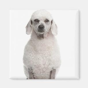 Poodle (1 year old) magnet