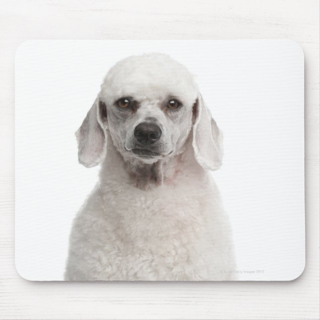 Poodle (1 year old) mouse pad (Front)