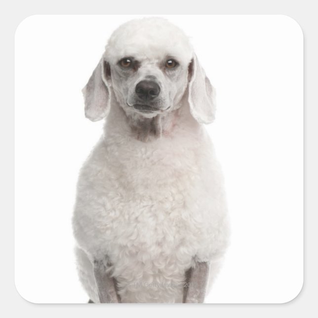 Poodle (1 year old) square sticker (Front)