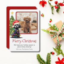 Poodle and Christmas Tree Pet Dog One Photo