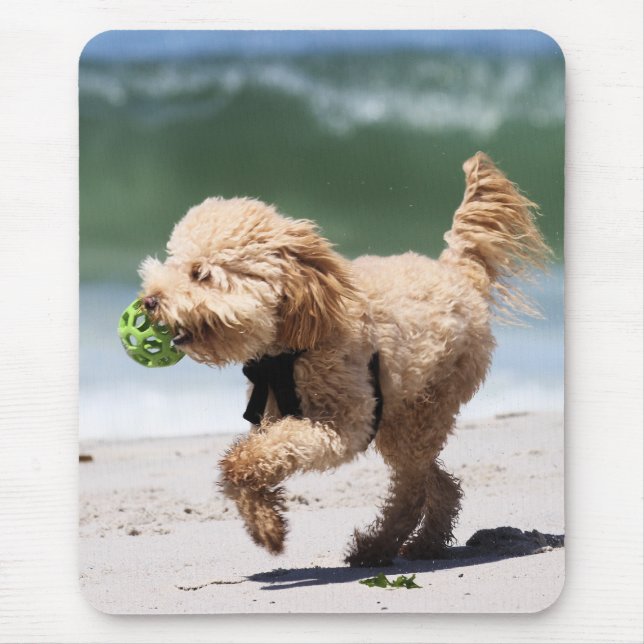 Poodle - Apricot - Poodle Play Mouse Pad (Front)