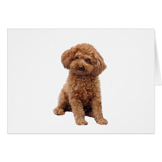 Poodle - Apricot (Toy or Min.) (Front Horizontal)